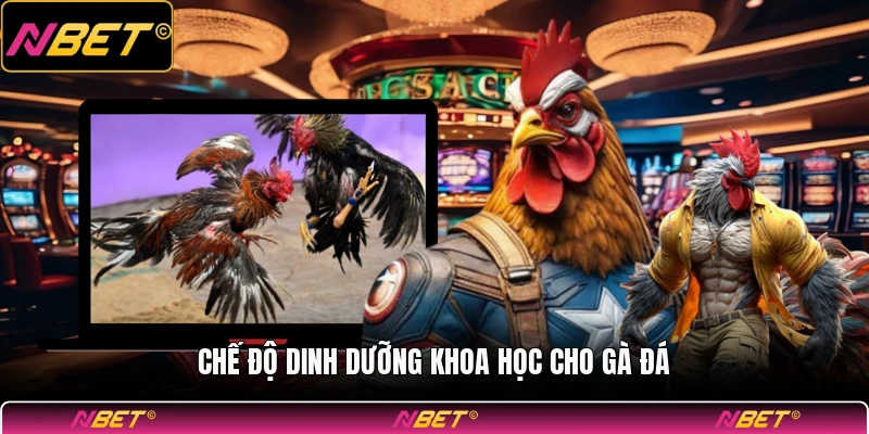 Chế độ dinh dưỡng khoa học cho gà đá