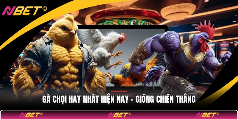 Gà Chọi Hay Nhất Hiện Nay