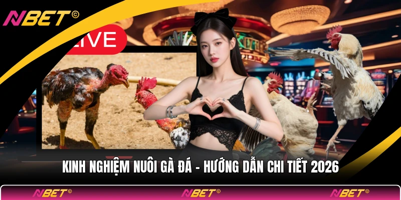 Kinh Nghiệm Nuôi Gà Đá
