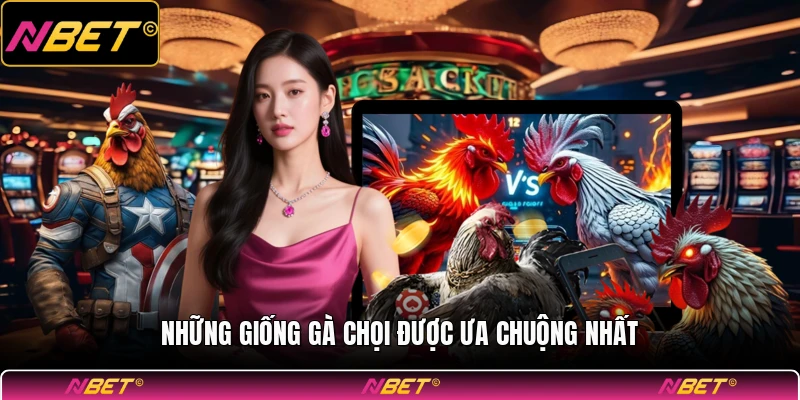 Những giống gà chọi được ưa chuộng nhất